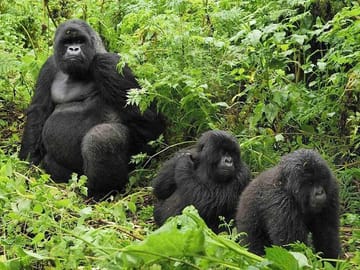 Gorilla Tracking Day Trip from Kigali to Volcanoes National Park