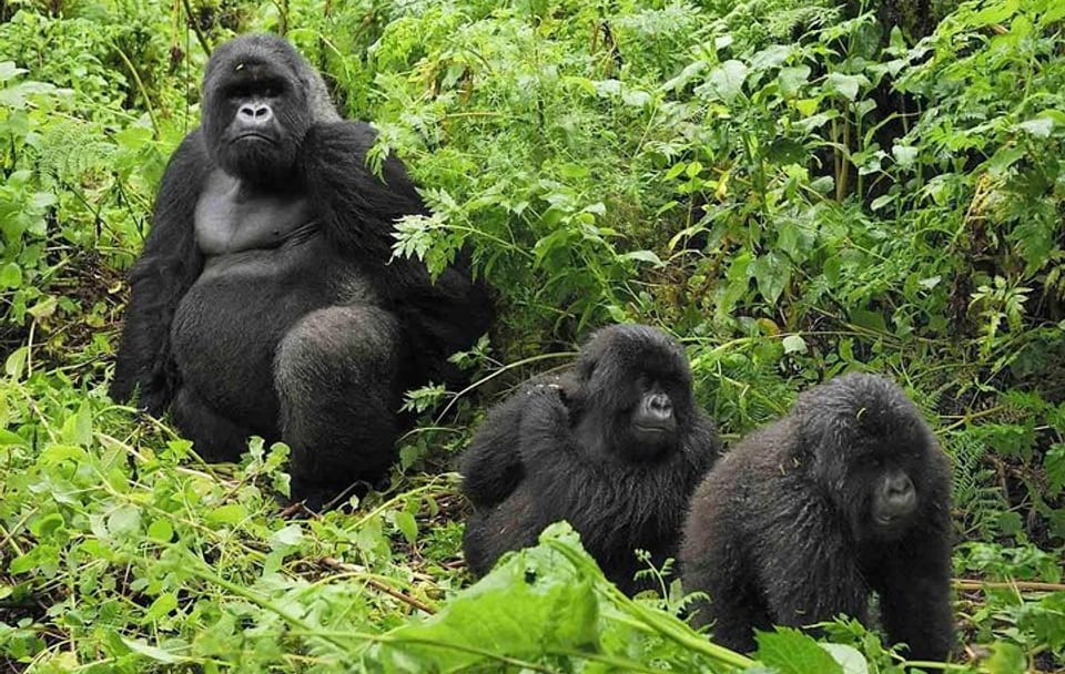 Gorilla Tracking Day Trip from Kigali to Volcanoes National Park