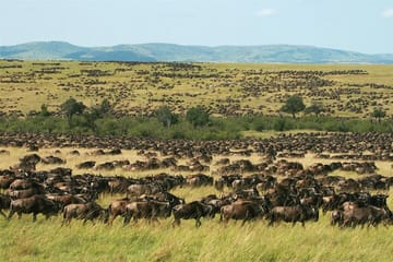 5Days Masai Mara Nakuru Naivasha joining Group Budget Safari