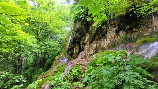 Wildflowers of Romania Day Hike from Cluj 9
