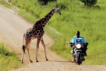 8-Day Private Uganda Safari Tour