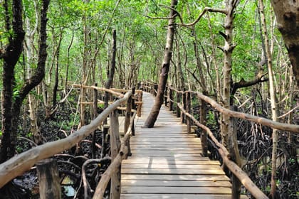 Private Jozani Forest Tour with Red Colobus Monkeys in Zanzibar