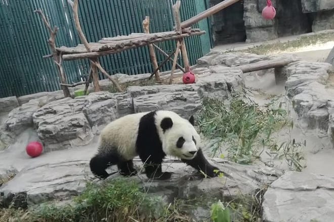 Private Day Tour to Chengdu Panda Base by Round-way Bullet Train from Xian photo 5