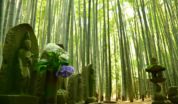 Rickshaw Ride in Kamakura, the Ancient Capital of Japan photo 3