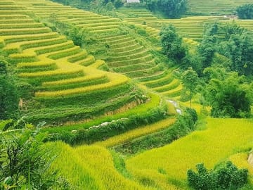 5 Hours Trekking with Terraced Rice Field in Sapa