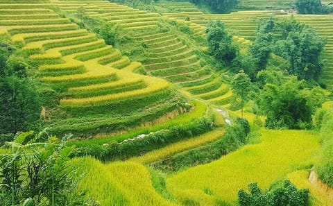 Trekking Tour of Terraced Rice Fields in Sapa, Vietnam