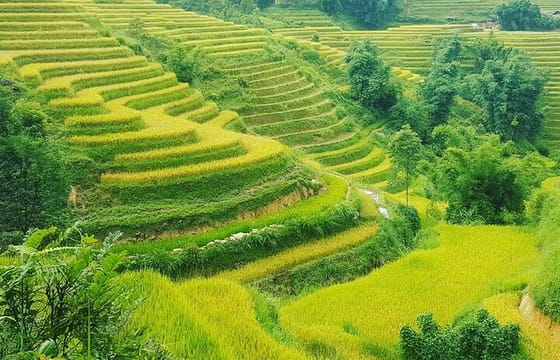 5 Hours Trekking with Terraced Rice Field in Sapa