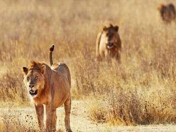Day Trip - Tsavo East National Park Safari From Mombasa/Diani Expedition Happy Hour Lions