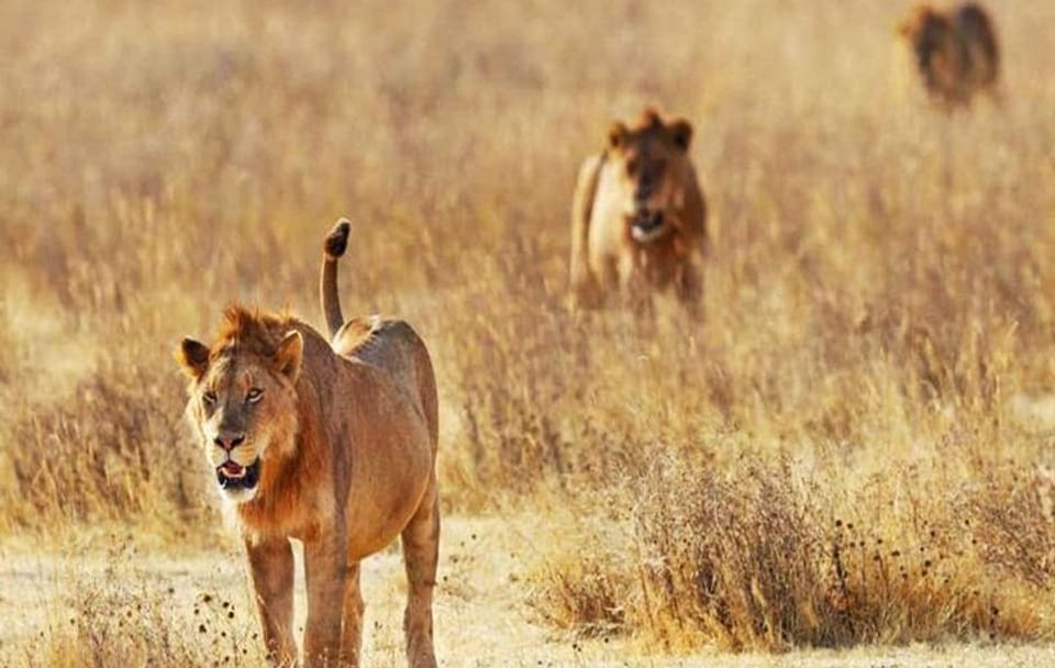 Day Trip – Tsavo East National Park ( Man Eater Lions of Tsavo & Other Big Five)