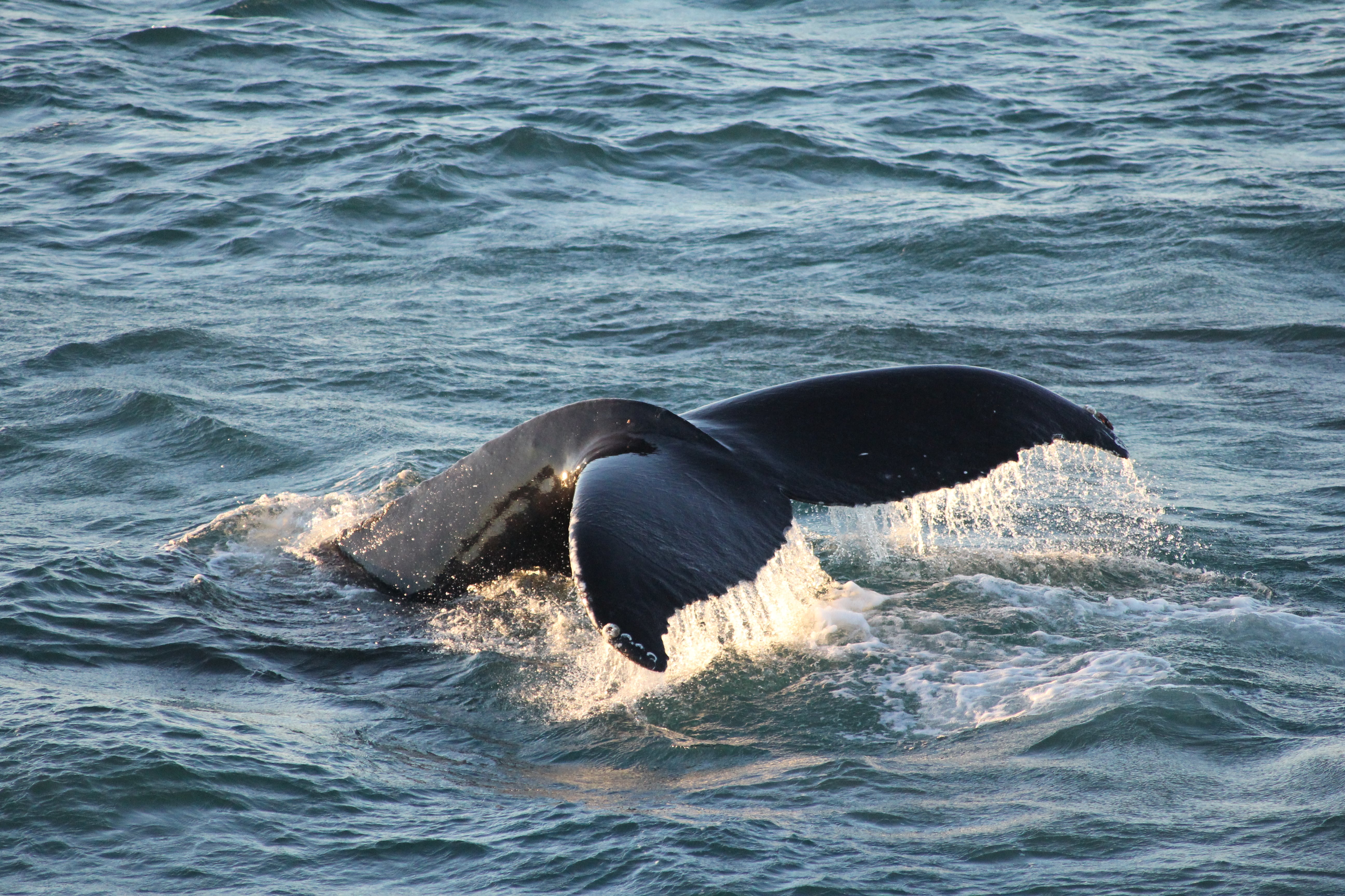 Humpback whale surfacing above the ocean during a whale watching tour in Iceland.
