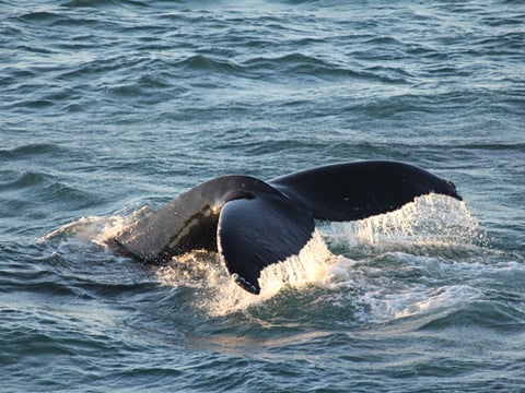 Humpback whale surfacing above the ocean during a whale watching tour in Iceland.