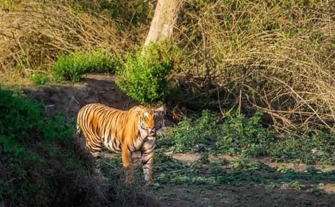 Bangalore to Mysore and Nagarhole National Park Tour