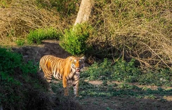 Bangalore to Mysore & Nagarhole National Park