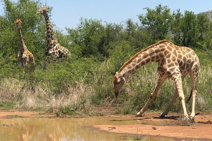 Elephants, rhinos, and zebras in Pilanesberg National Park on a malaria-free safari adventure