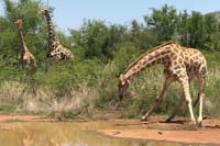 Elephants, rhinos, and zebras in Pilanesberg National Park on a malaria-free safari adventure