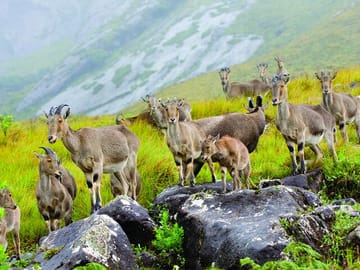 Kochi to Munnar Scenic Three-Day Nature Tour