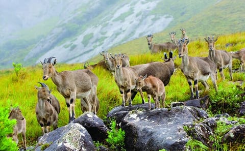 Kochi to Munnar Scenic Three-Day Nature Tour