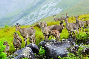 Kochi to Munnar Scenic Three-Day Nature Tour