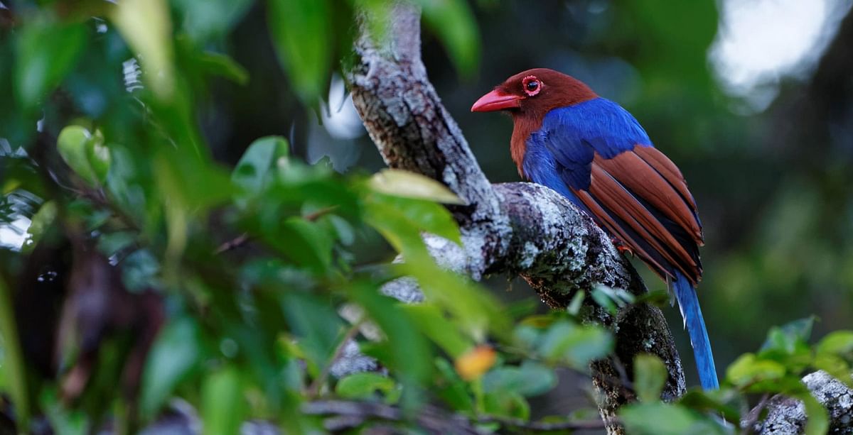 Bird Watching Adventure in Sri Lanka’s Tropical Paradise