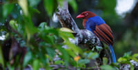 Bird Watching Sri Lanka 1