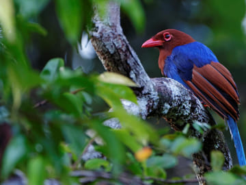Bird Watching Tour in Colombo and Sri Lanka's Nature Spots