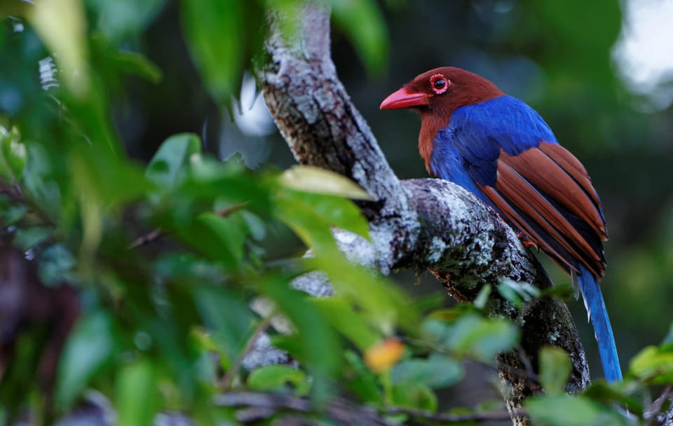 Bird Watching Sri Lanka