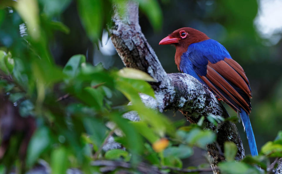 Bird Watching Tour in Colombo and Sri Lanka's Nature Spots