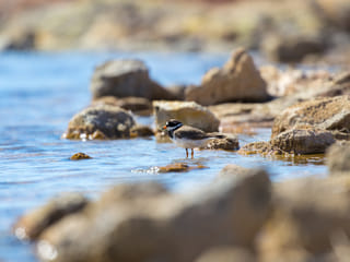 Ringed Plover at geothermal water