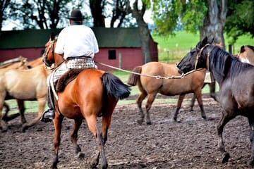 Gaucho Day Trip from Buenos Aires: Santa Susana Ranch