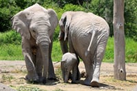 Africam Safari Tour from Puebla 1