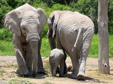 Wildlife Safari Tour from Puebla to Africam Safari