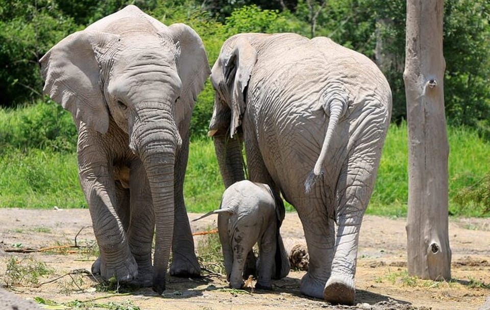 Wildlife Safari Tour from Puebla to Africam Safari