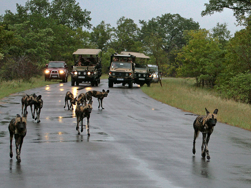 African wild dogs on a fresh, rain-kissed road, lush green Kruger Park background.