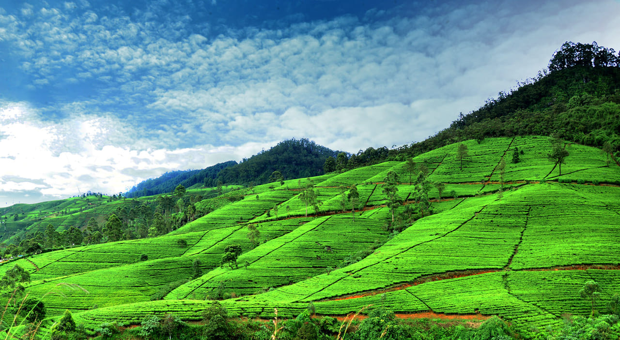 Nuwara Eliya Day Tour from Kandy 5