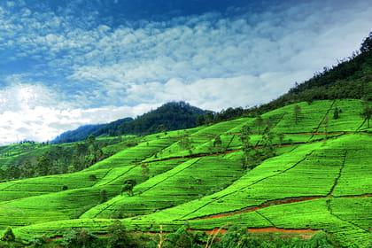Nuwara Eliya Day Tour from Kandy