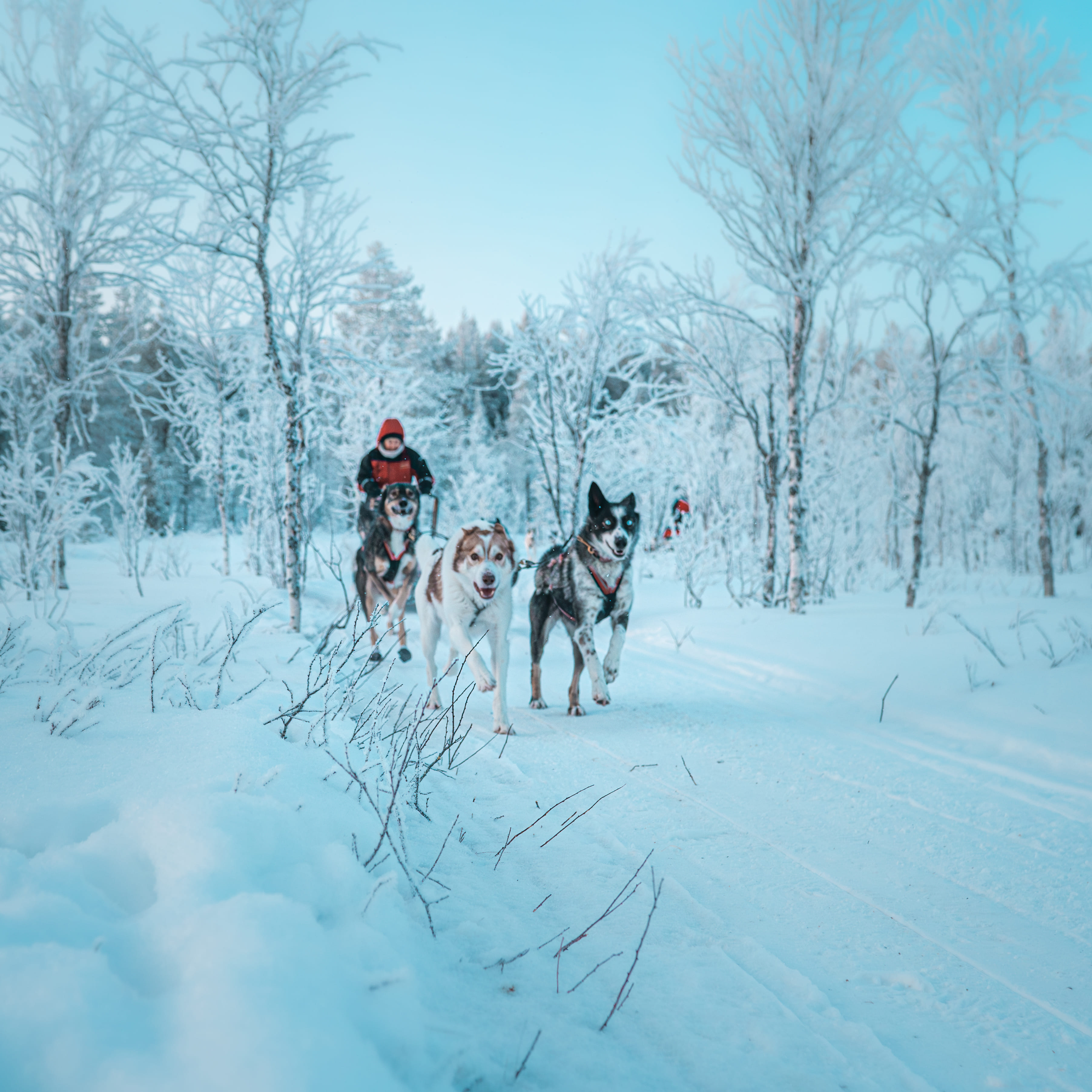 Participants riding huskies during the Kuoksa Husky & Snowmobile Adventure with StayLapland in Rovaniemi.