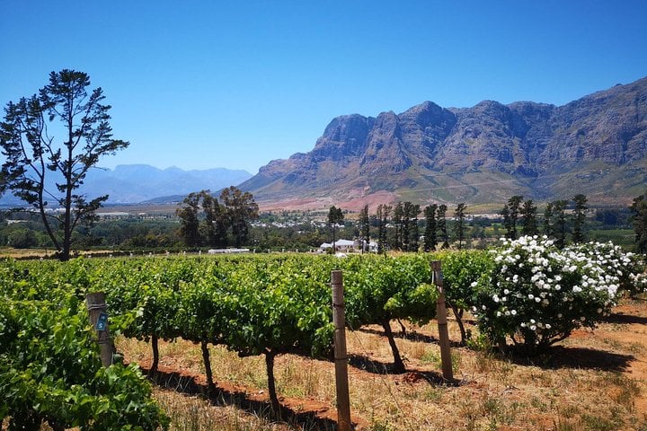 I & F Elegant Country Tours: Private Cape Winelands Day Starting in Stellenbosch, Franschhoek or Paarl — Stellenbosch - Photo 6