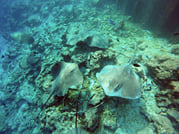 Guided Snorkeling Trip 4
