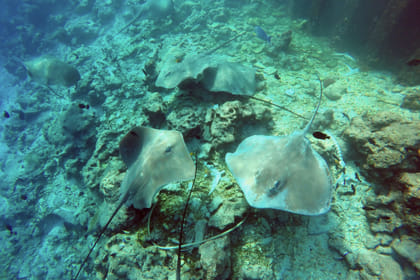 Guided Snorkeling Trip