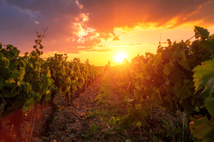 Winery Dinner in Montepulciano Countryside