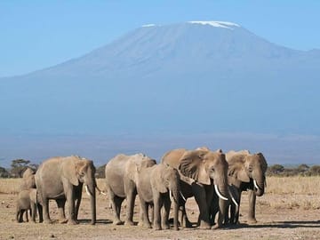 Mt Kilimanjaro