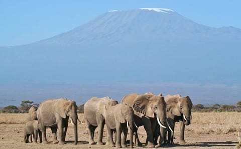 6-Day Safari Adventure in Nairobi, Nakuru, Naivasha, and Amboseli