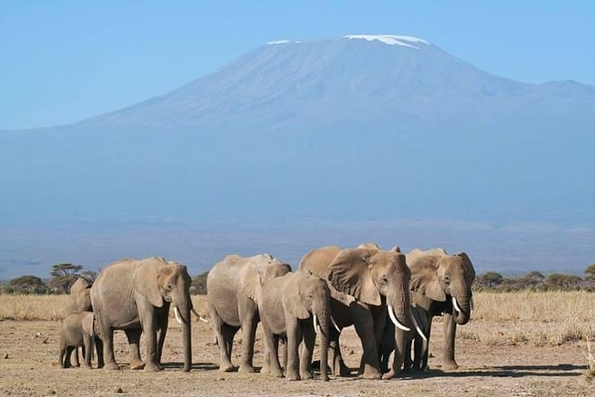 Mt Kilimanjaro