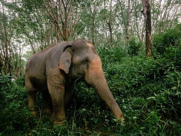 1-Hour Guided Khaolak Elephant Sanctuary Observation Tour