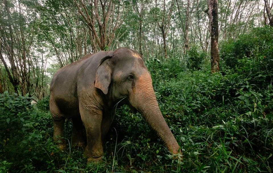 1-Hour Guided Khaolak Elephant Sanctuary Observation Tour