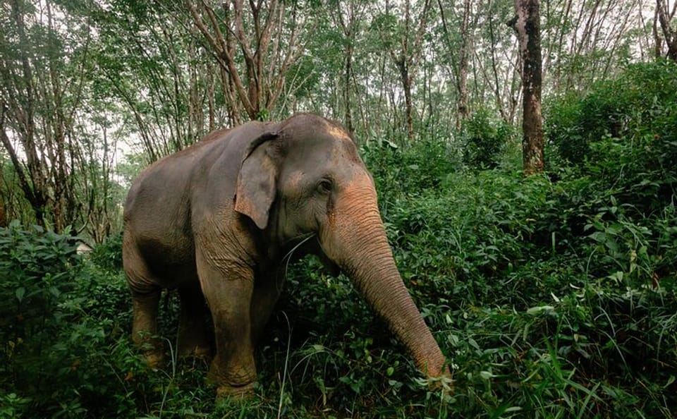 1-Hour Guided Khaolak Elephant Sanctuary Observation Tour