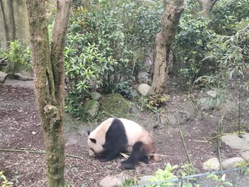13-Day Cultural and Panda Tour in Beijing and Chengdu