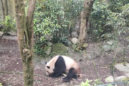13-Day Cultural and Panda Tour in Beijing and Chengdu