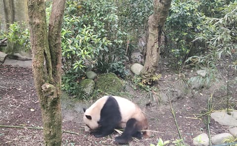 13-Day Cultural and Panda Tour in Beijing and Chengdu