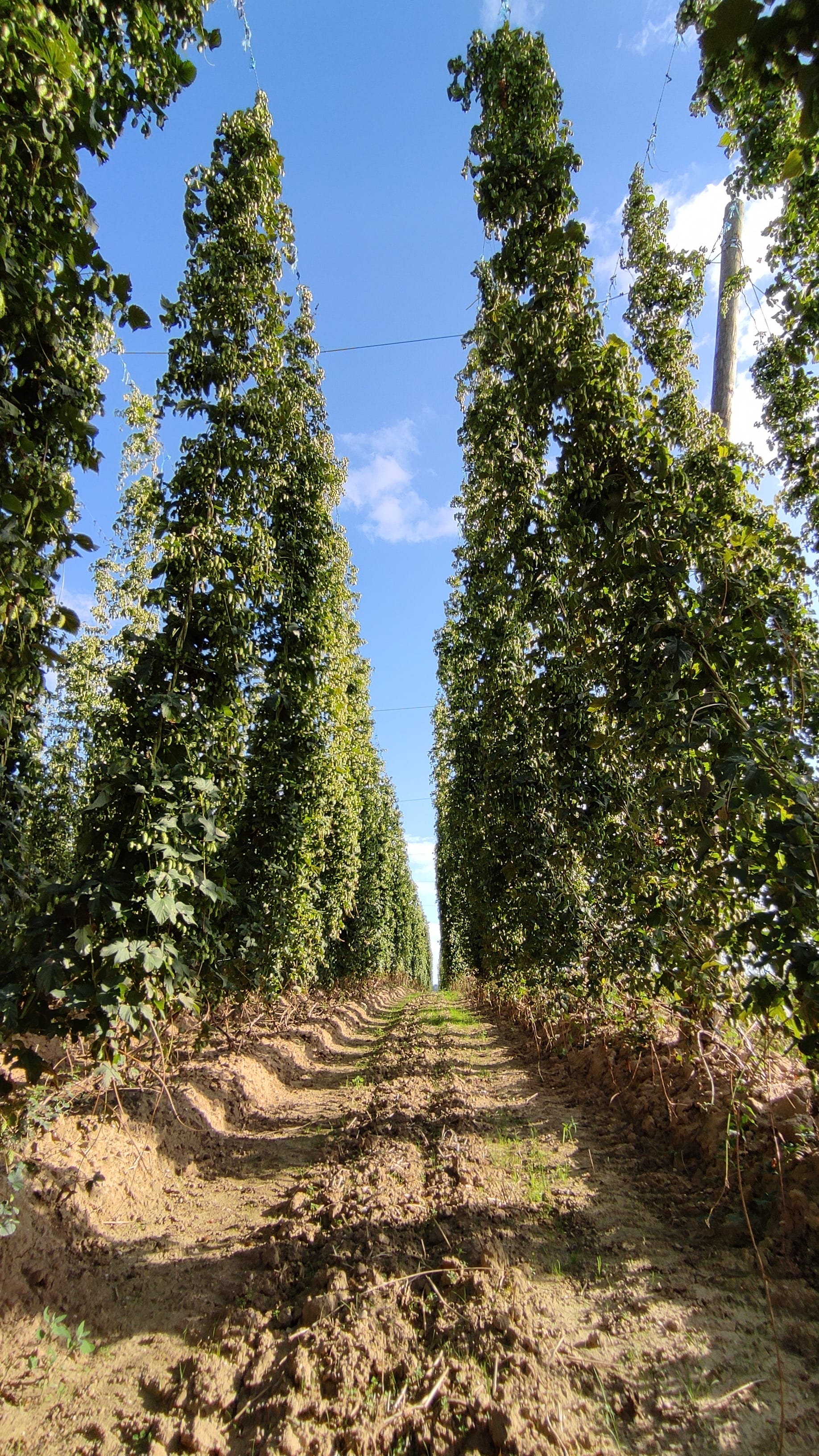 hop garden